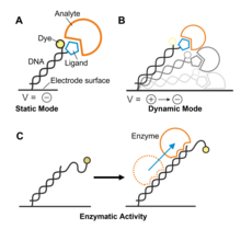 Electro-switchable biosurfaces equipped with DNA strands can be used to analyze the binding of an analyte to a ligand, conformations or enzymatic activity. V = voltage applied to the electrode. Electroswitchable surface applications.png