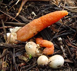 Mutinus ravenelii in May, from the Botanical Gardens at Asheville. Elegant Stinkhorn Mutinus elegans.jpg