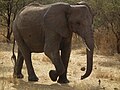 Elephant in Tanzania 0891 Nevit.jpg