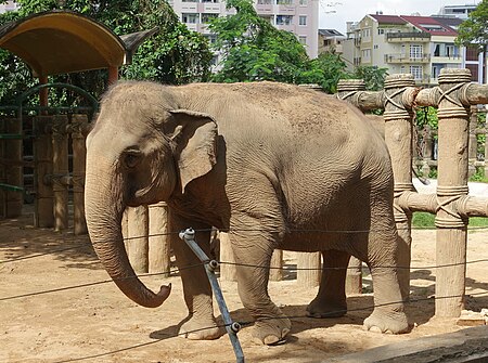 Tập_tin:Elephas_maximus_-_Saigon_Zoo_and_Botanical_Gardens_-_Ho_Chi_Minh_City,_Vietnam_-_DSC01321.JPG