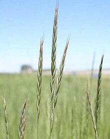 Elymus hoffmannii newhy.jpg