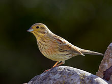 Emberiza cirlus -Валенсианска общност, Испания-женски-8 (1) .jpg