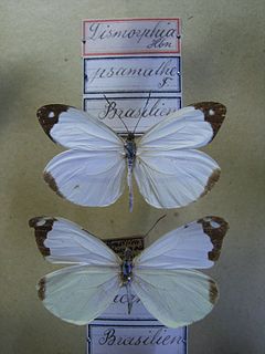 <i>Enantia lina</i> Species of butterfly