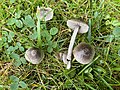 Entoloma araneosum-en irudi txikia