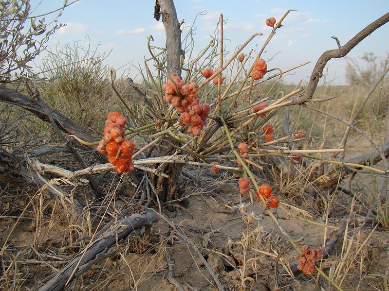 File:Ephedra; Baikonur 05.jpg