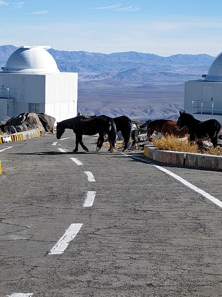 File:Equine Visitors.jpg