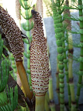 Equisetum telmateia 6.jpg