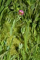 Erigeron peregrinus