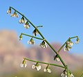 Wheeler Camp Spring, southern Nevada