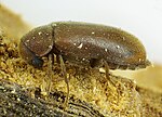 Miniatura per Ernobius mollis