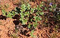 Erodium crinitum habit.jpg