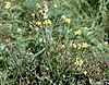 Erysimum crepidifolium W.jpg