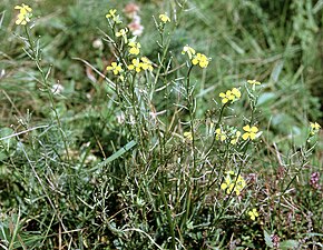 Afbeeldingsbeschrijving Erysimum crepidifolium W.jpg.