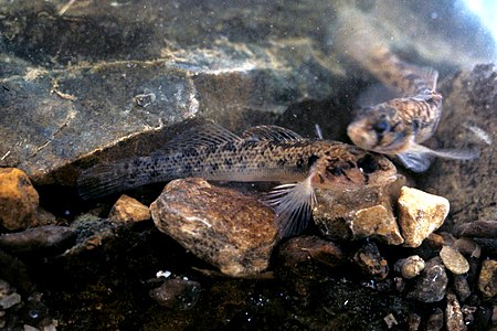 Etheostoma_striatulum