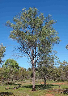 Eucalyptus exserta дърво.jpg