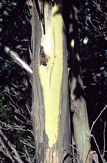 Evkalipt johnstonii bark.jpg