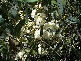 Eukaliptas (Eucalyptus ligulata)