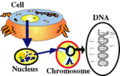 Miniatura della versione delle 11:51, 9 mar 2008