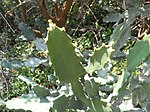 Euphorbia antiquorum (YS) (2).JPG