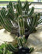 Euphorbia echinus