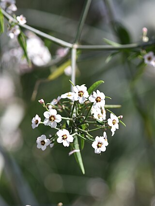 <i>Euphorbia xanti</i> Species of flowering plant in the spurge family Euphorbiaceae