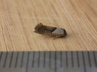 <i>Eupselia</i> Genus of moths