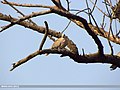 Eurasian Collared Dove (Streptopelia decaocto) (15892313781).jpg