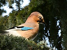 Eurasian Jay in a tree Eurasian Jay in Tree.jpg