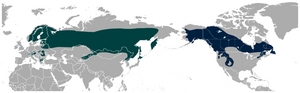 Thumbnail for File:Eurasian and American Three-toed Woodpecker Picoides tridactylus and Picoides dorsalis distribution map.png