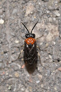 <i>Eutomostethus ephippium</i> Species of sawfly