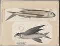Exocoetus volitans - 1700-1880 - Print - Iconographia Zoologica - Special Collections University of Amsterdam - UBA01 IZ14800135.tif