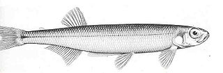 Tasmanian smelt Species of fish