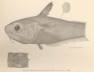 <i>Malacocephalus</i> Genus of fishes