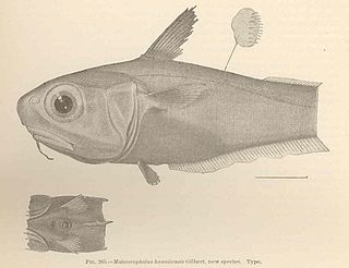 <i>Malacocephalus</i> genus of fishes