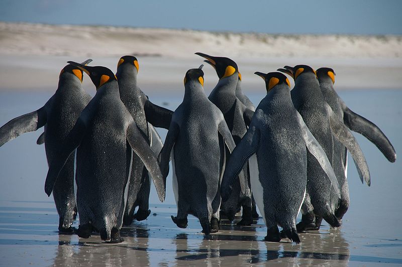 File:Falkland Islands Penguins 41.jpg