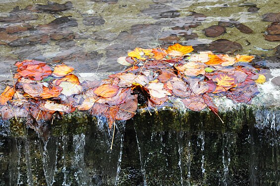 Falling leaves floating on water