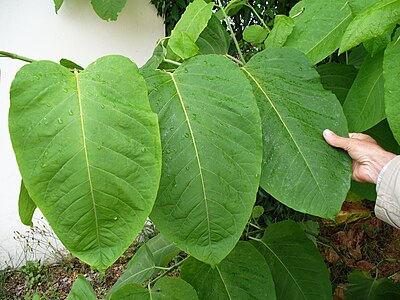 Как называется широкий. Fallopia sachalinensis. Гречиха Сибирский бамбук. Гречиха Сахалинская стебель. Горец Сахалинский лист.