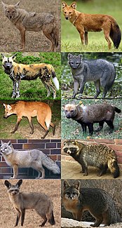 Canidae family of mammals