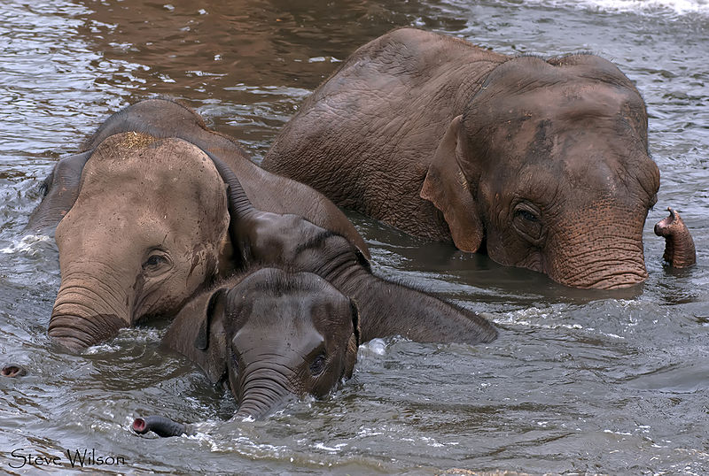 File:Family Bath Time (12119998563).jpg