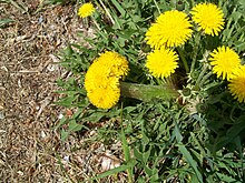 Common dandelion displaying both regular (upper right) and fasciated (center) flowers.