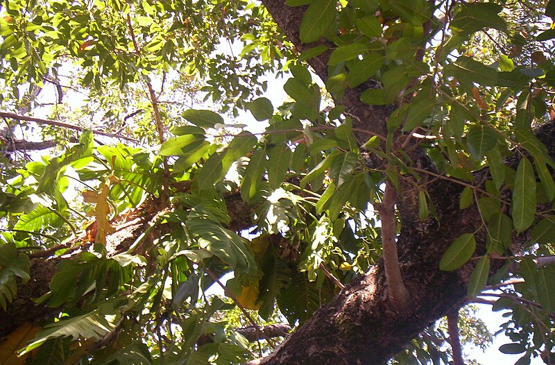 File:Ficus virens foliage, City Botanic Gardens, Alice St, Brisbane 100 0574.jpg