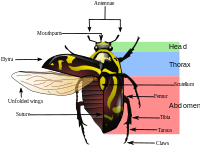 Fiddler beetle morphology diagram.svg
