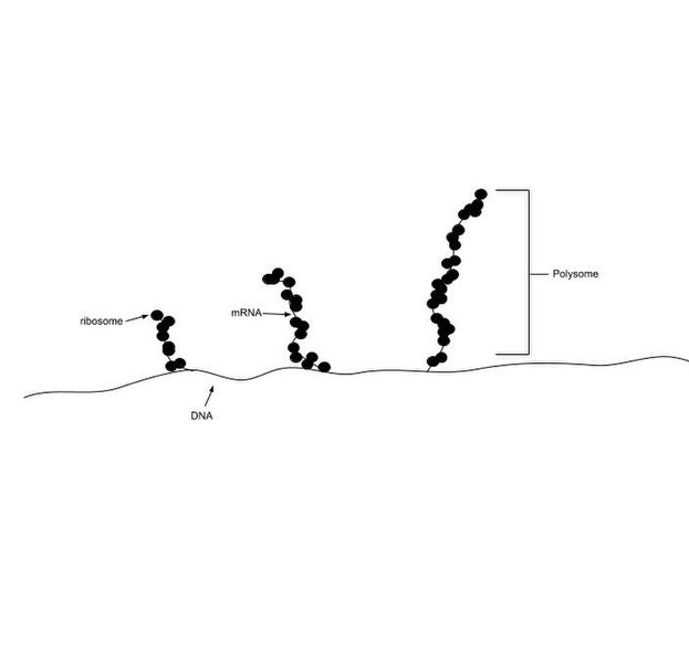 File:Final polysome.jpg