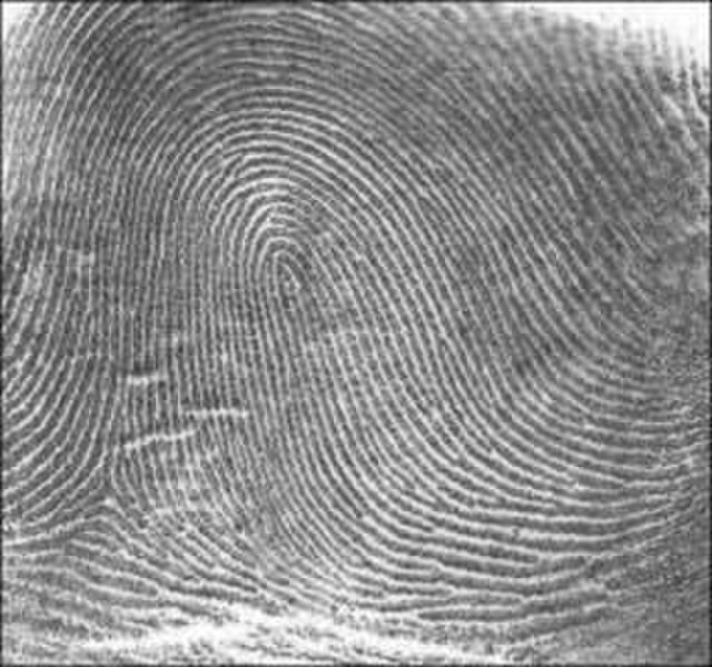A fingerprint loop