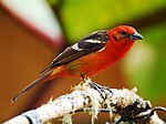 Thumbnail for Flame-colored tanager