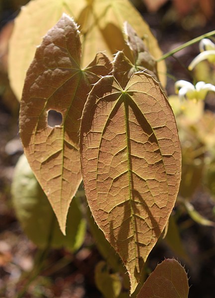 File:Flickr - brewbooks - Epimedium leaves.jpg