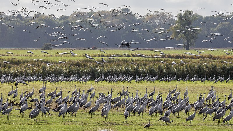 File:Flock of cranes feeding on harvested fields in Northern Germany (I).jpg