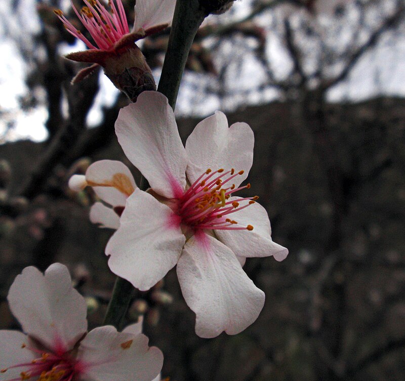 Archivo:Flor de  - Wikipedia, la enciclopedia libre