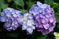 Hortensia