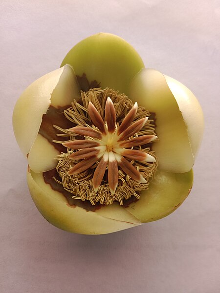 File:Flower of Elephant apple.jpg